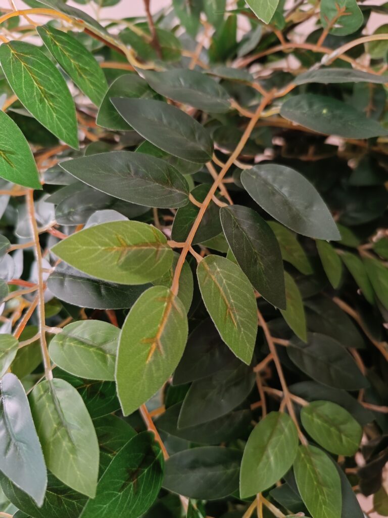 Акация крупно 2