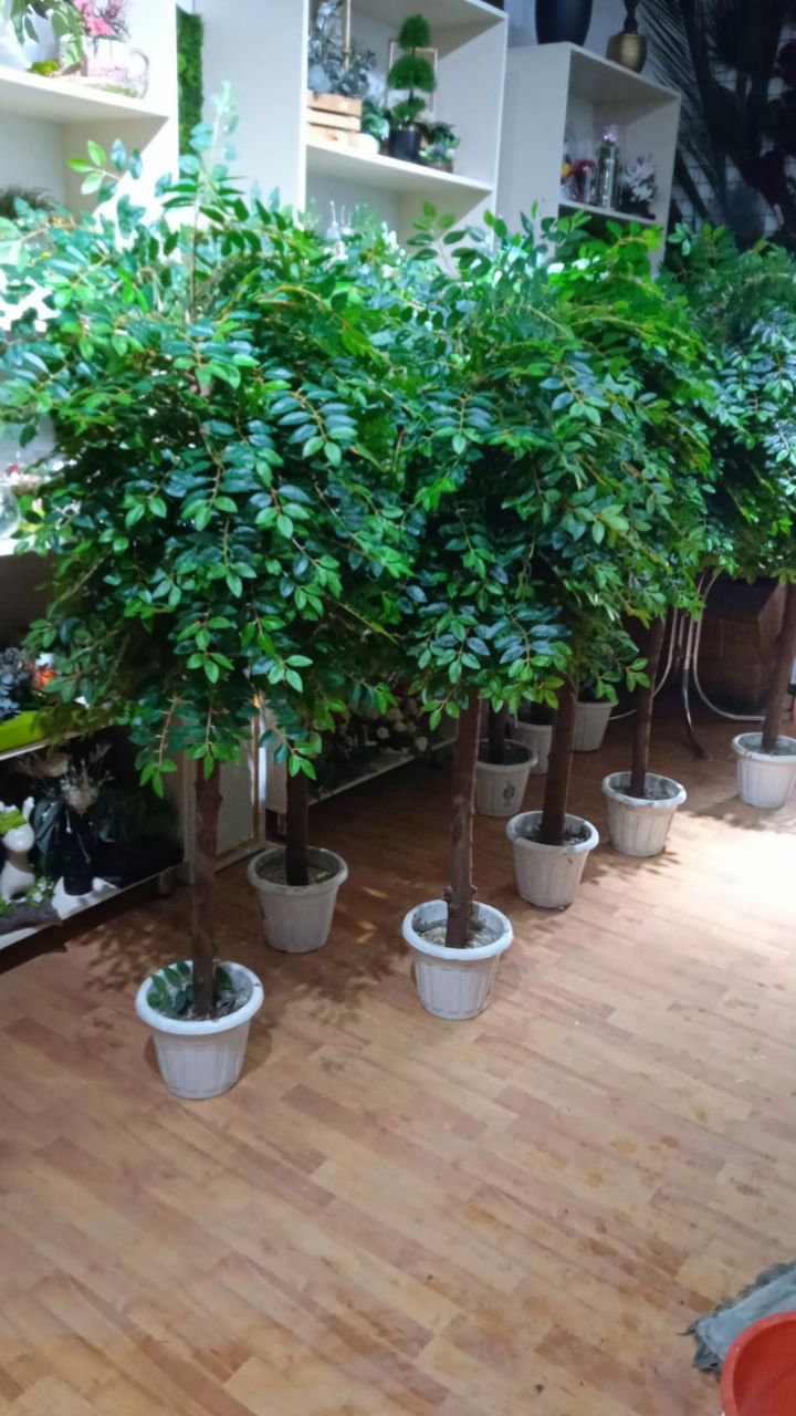 Акация несколько