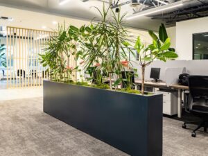 Озеленение и функциональные зоны