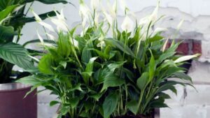 Спатифиллум