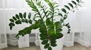 Замиокулькас