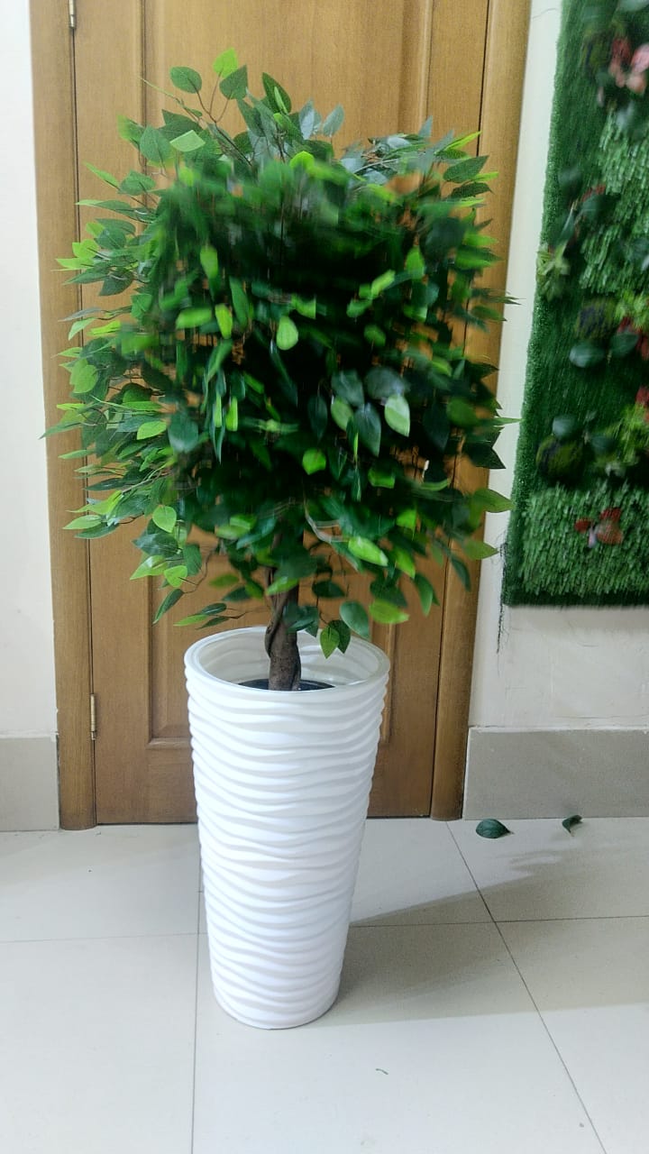 Фикус Бенджамина 1,5 м 2