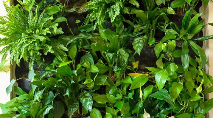 Офис живые растения 1