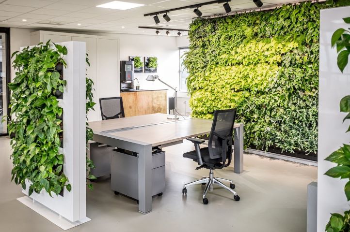 Офис живые растения 2