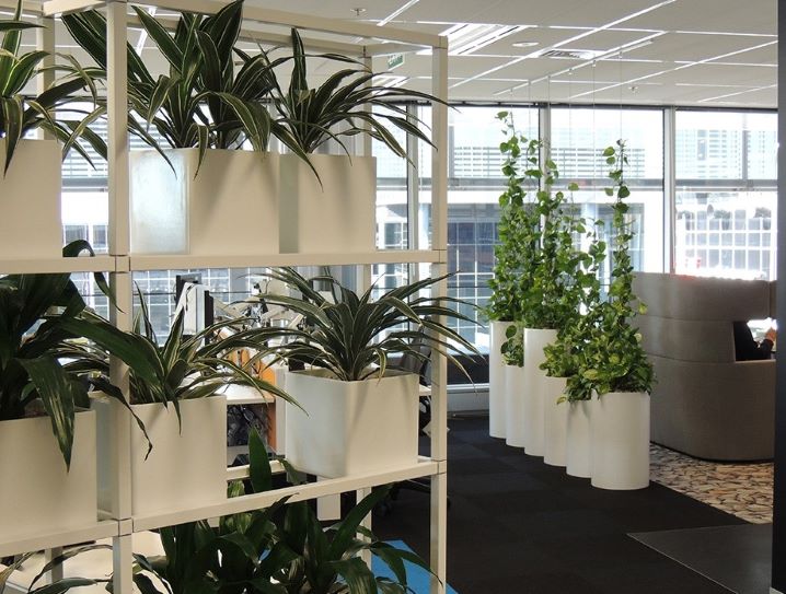 Офис живые растения 3