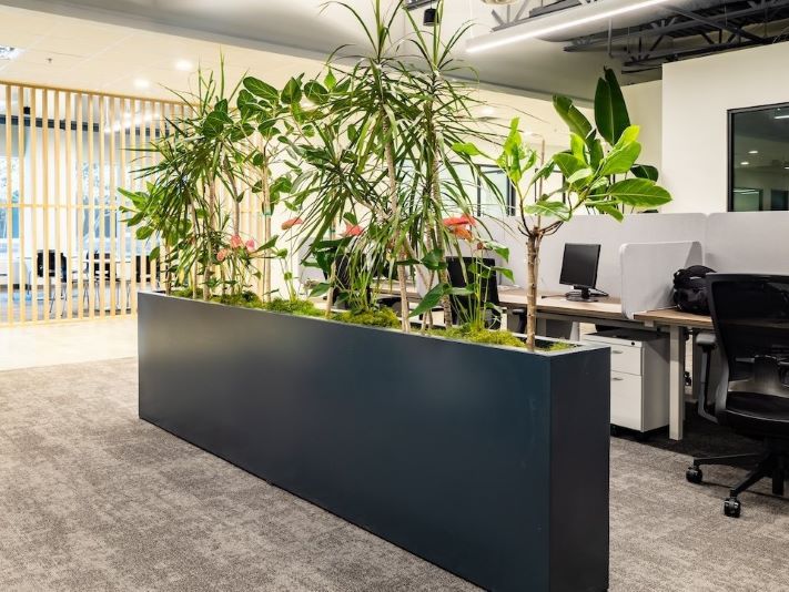Офис живые растения 4