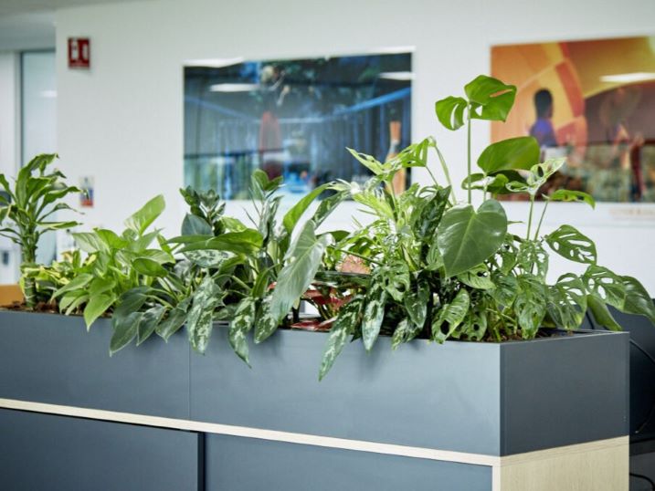 Офис живые растения 5