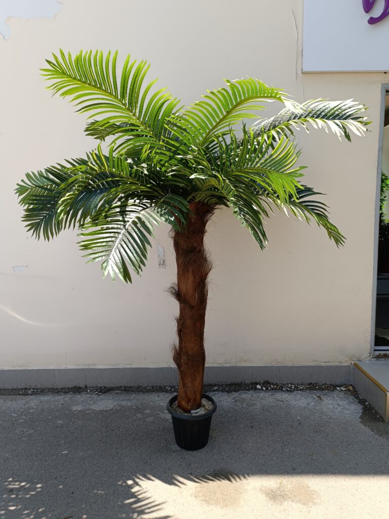 Пальма феникс