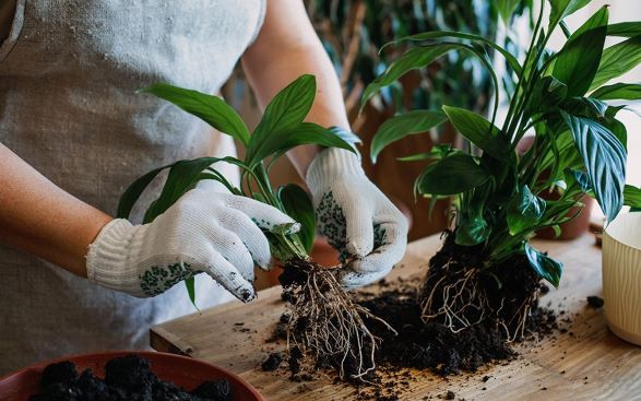 Уход за растениями Алматы