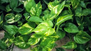 Эпипремнум