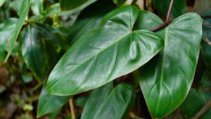 Филодендрон