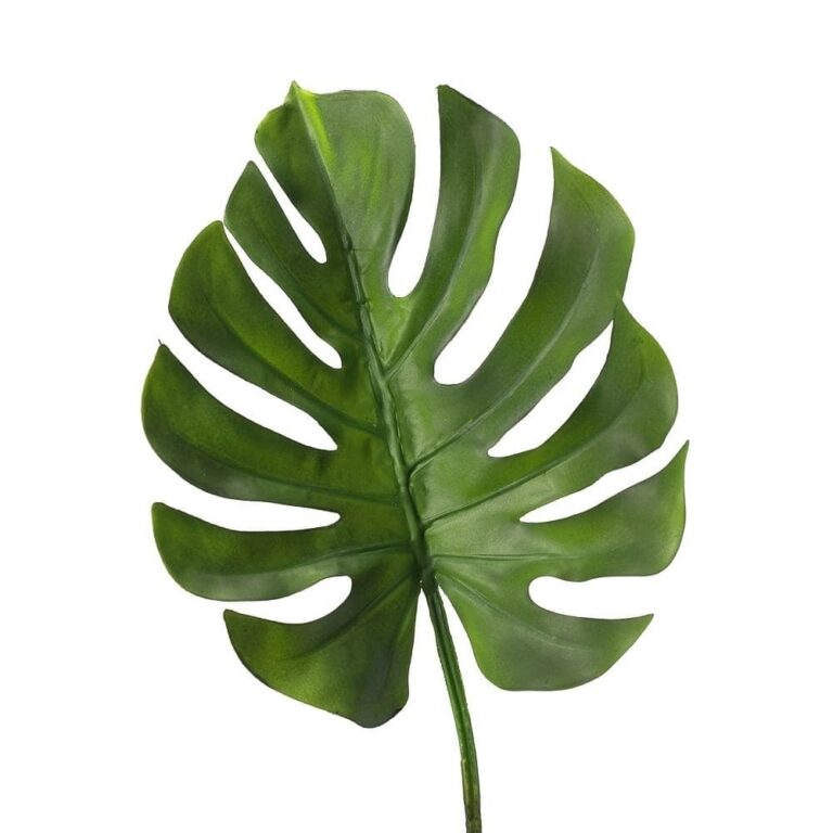 Монстера лист