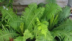 Папоротник