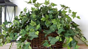 Плющ хедера