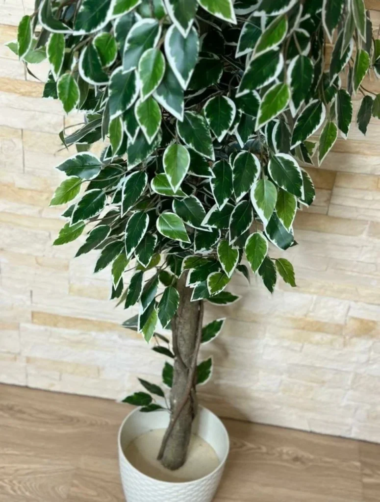 фикусс бенждамина саманта