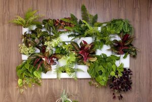 Живая стена из растений